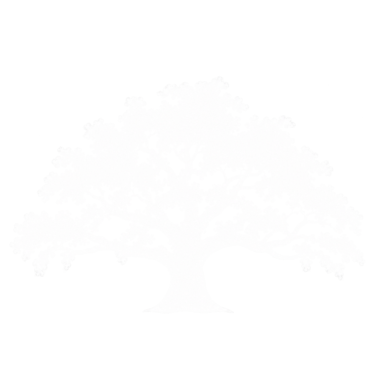 Live Oak Tree