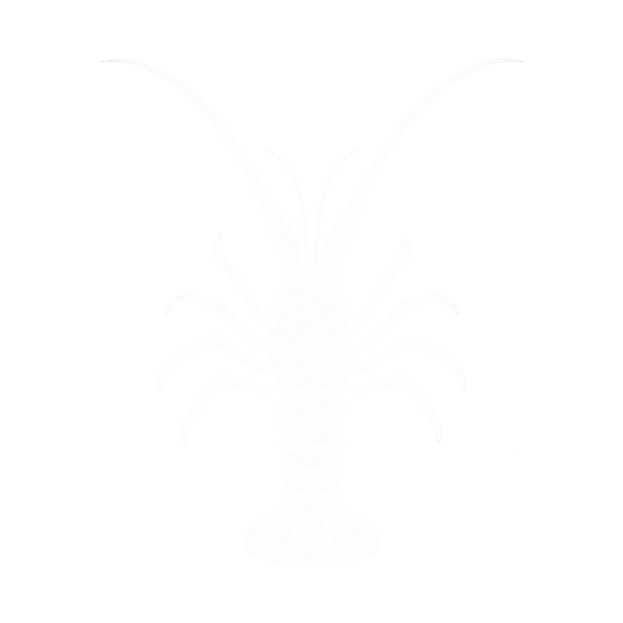 Spiny Lobster