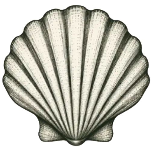 Florida Bay Scallop
